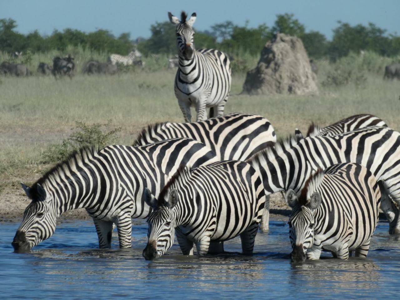 Island Safari Lodge Maun Exterior photo